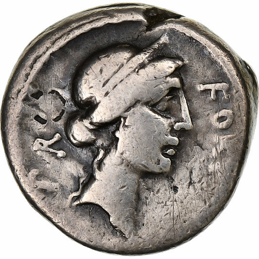 sicinia, 
  
  Dinar, 
  
  49 a.C.
